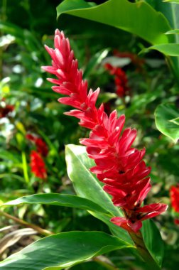 Büyük ada bahçesinde Alpinia Purpurata adında büyük kızıl bir çiçek var. Güneş ışığı, güneş ışığından saklanan diğer kırmızı çiçekleri işaret eder..