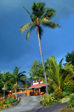 Büyük Hawaii Adası yol kenarındaki marketlerde taze meyve sunuyor. Uzun palmiye ağaçları kaldırıma dayanır ve bu açık hava pazarı için park eder..