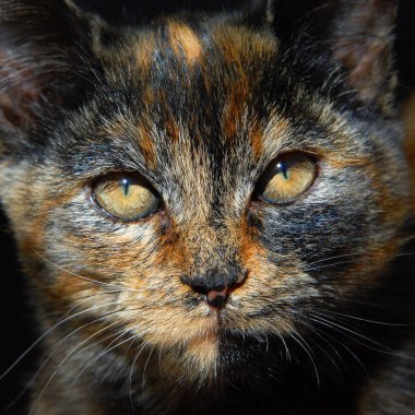 Kedi yavrusunun alışılmadık turuncu, siyah ve kahverengi renkleri var. Kedilerin yüzüne bakınca kehribar gözlerin parlak güneş ışığındaki yarıklara daraldığını görüyoruz..