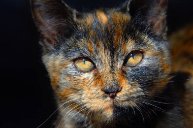 Kehribar kedi gözleri parlak güneş ışığında daralıyor. Kedi yavrusu gençtir ve turuncu, kahverengi ve siyah karışık renklere sahiptir. Yavru kedilerin yüzünü kapatın..