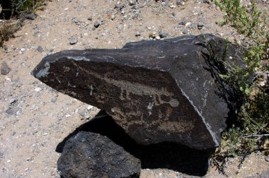Albuquerque, New Mexico 'daki Petroglyph Ulusal Anıtı' nda büyük bazalt kayalar petroglyph çizimleri sergiliyor. Pueblo Hint sanatı ve kültürü parkta korunmaktadır..