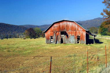 Arkansas kırmızı, ahşap, yıpranmış ahır sığırlarla dolu açık bir arazide duruyor. Arka planda Ozark Dağları yükselir..