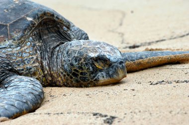 Yorgun yeşil deniz kaplumbağası Oahua 'nın Büyük Adası' ndaki Tünel Sahili 'nde yatıyor. Yakından bakınca kafası kapalı görünüyor..
