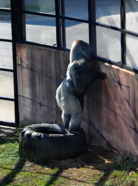 Little Rock, Arkansas hayvanat bahçesindeki gümüş maymun çevresinin dışında neler olup bittiğini görmek için lastiğe tırmanmayı öğrendi..