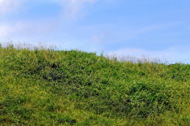Arkansas yamacında derin otlar var. Bir sürü yabani ot ve yabani otlar birleşerek dengesiz bir ufuk oluşturuyor..