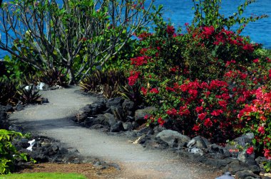 Bougainvillia sizi okyanusun kenarındaki eğri yolu keşfetmeye çağırıyor..