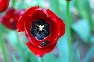 beautiful red tulip has bee visitor.  Red tulip is blooming and open, and bee lays on bottom petal at Garvins Woodland Garden, Hot Springs, Arkansas. clipart