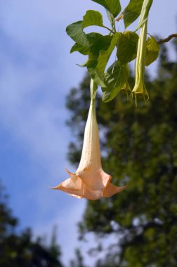 Hawaii 'nin Büyük Adası' nda, bu Meleğin Trompet çiçeği ağaca asılır ve mavi gökyüzü tarafından çerçevelenir. Bu çiçek brugmansia, ağaç datura, melek yıldız olarak da bilinir.