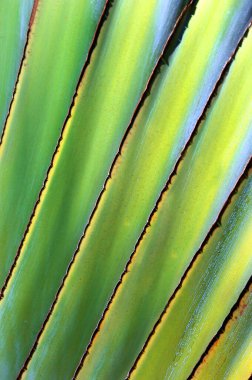 Big Island Botanik 'te kaba yaprakların köşegen çizgileri birbirine yakın ve görüntü boyunca uzanır..