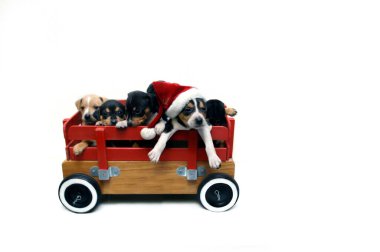 Bir araba dolusu yavru köpek Noel tatili için hazır. Beyazda izole edilmiş.
