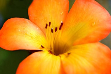 Sarı fillamanlı parlak turuncu çiçek ve kahverengi leke. Yakın plan Hawaii 'nin Büyük Adası' nda çiçek açtığını gösteriyor. Su damlaları taç yapraklarına yapışıyor..