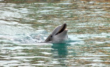 Dolphin surfaces and playfully calls with his mouth open.  This dolphin is a bottle nose in the waters of the Big Island of Hawaii. clipart