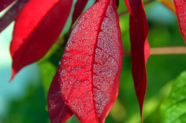 Hawaii 'nin büyük adasında sabah güneşinde çiy damlaları parıldar..