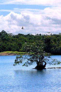 Suyla çevrili bir ağaç, Hawaii 'nin Büyük Adası' ndaki beyaz balıkçıl sürüsü için seçilen yuva yeridir..
