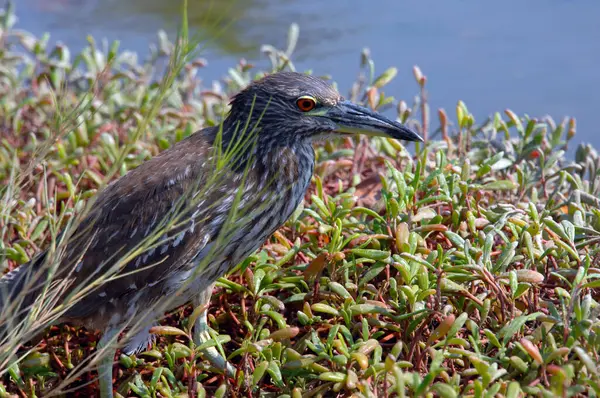 stock image Grey Heron stands in the short foliage that lines a shallow marsh on the Big Island of Hawaii. 