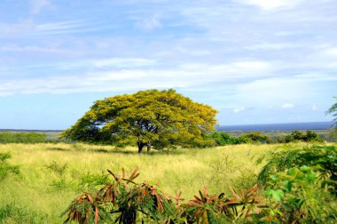 Hawaii Büyük Adası 'nın güney ucunda Maymun Kapsülü ağaçlarıyla bezeli çayır arazisi var. Arka planda okyanus ve lav alanları ve ön planda çimenli çayırlar. Ortadaki Maymun Kapsülü.