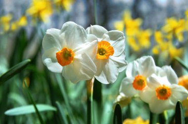 Bahar güneşinde açan iki nergis sarı ve beyaz çiçeklerle dolu bir bahçeyle çevrili..