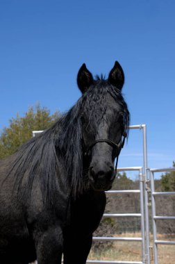 Siyah yürüyüşlü, uzun siyah yeleli dağ atı blok poz veriyor. Canlı mavi gökyüzü ve metal kaplama tarafından çerçevelenmiştir..