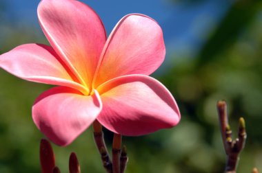 Büyük Hawaii Adası 'nda Plumeria ağacı çiçek açar. Çiçek canlı pembe ve sarıdır..