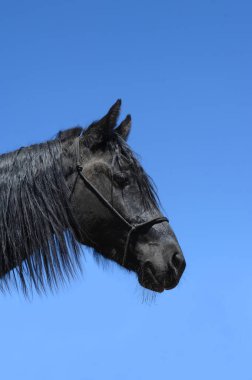 Black gaited mountain horse with long mane is framed by vivid blue sky. clipart