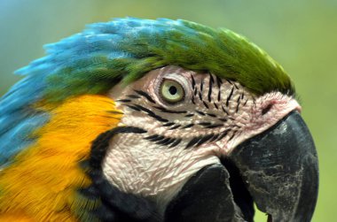 Yakından bakınca mavi ve sarı bir makav 'ın kafa ve gözünü görüyoruz..                    