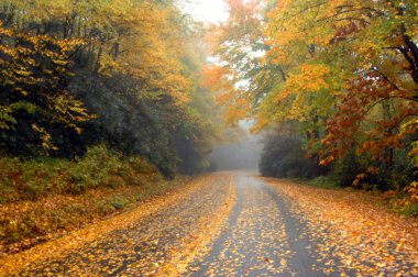 Sarı ve altın yaprakları, rüzgâr ve yağmurla dağılmış vaziyette Kuzey Carolina 'daki Blue Ridge Parkway' e uzanır..