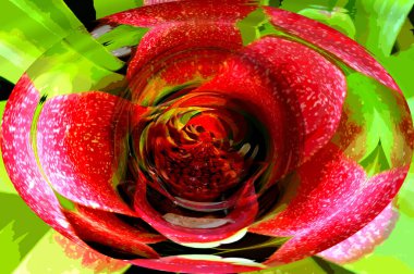 Blushing Bromeliad has collected water in its cup and flower on the Big Island of Hawaii.  Large and progressively smaller tansparent drops fall upon flower.  Graphic image. clipart