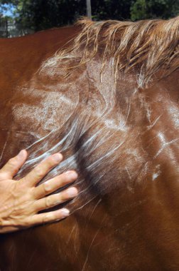 Adamın eli bir ileri bir geri hareket ediyor. Tayı tımar sırasında aşağı indiriyor. At renginde at. El sıkışın, paltoyla hareket edin..