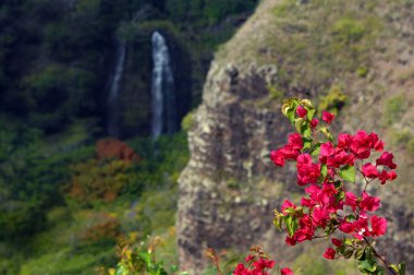 Arka planda Opeaka Falls ile Bougainvillia çiçek açar. Şelaleler Hawaii, Kauai adasında yer alır..