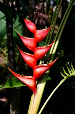 Suyu tutan, böcekleri çeken parlak kırmızı frenlere sahip dev sarmallar ve Kosta Rika yağmur ormanlarında sivrisinekler vahşileşiyor..