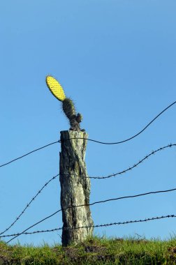 Gözü pek kaktüs Hawaii 'nin büyük adasındaki bir çit direğinin tepesinde yetişir. Çit Waimea 'nın kırsal kesiminde yer almaktadır..