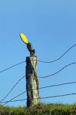 Undaunted cactus grows out of the top of a fence post on the Big Island of Hawaii.  Fence is located in the upcountry section of Waimea. clipart