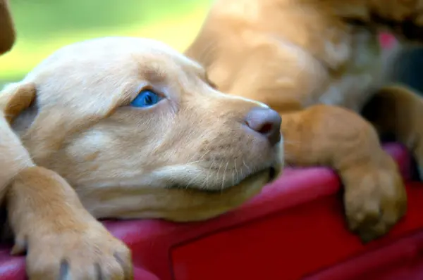 Yorgun köpek yavrusu kafasını kırmızı bir vagonun kenarına koyar. O ve kardeşleri tırmanmak için ellerinden geleni yaptılar ama başaramadılar..                                