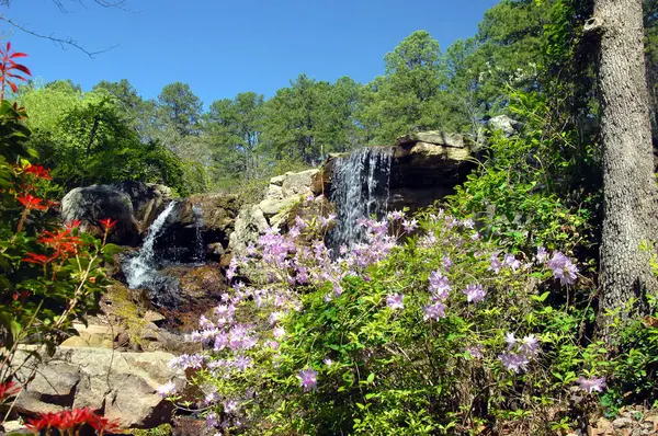 Güzel çiçekler Arkansas, Hot Springs 'teki Garvin' s Woodland Garden 'daki şelaleleri çerçeveletiyor..  