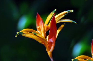 Hawaii 'deki Tropikal Botanik Bahçesi' nde papağan gagası filizlenir..