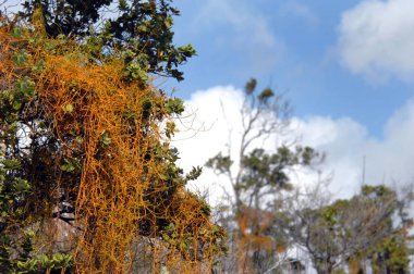 Leafless, vine called Kauna'oa Pehu or dodder laurel hangings and thrives on some of the trees in Hawaii Volcanoes National Park on the Big Island of Hawaii. clipart