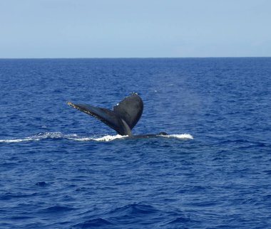 Big Island of Hawaii waters, a whale dives and tail flips up as another whale passes over and spews air. clipart