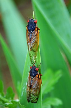 İki çekirge, geniş bir yaprak sapının sonuna kadar tırmanır. Gözleri parlak turuncu..
