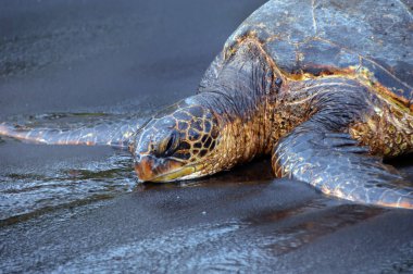 Nesli tükenmekte olan yeşil deniz kaplumbağası Hawaii 'nin Büyük Adası' ndaki Unalu 'u Black Sand Plajı' nda dinleniyor. Yakından bakınca gözlerinin açılmaya başladığını ve yüzgeçlerinin kuma serildiğini görüyoruz..