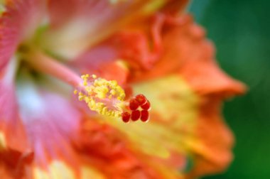 Sarı polen Hawaii 'nin Büyük Adası' ndaki Hibiscus çiçeğine yapışır. Parlak sarı ve turuncu çiçek bir erkeğin eli kadardır..