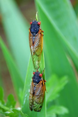 İki çekirge, geniş bir yaprak sapının sonuna kadar tırmanır. Gözleri parlak turuncu..