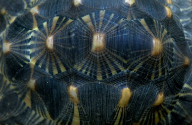 Arkaplan resmi, kaplumbağa kabuğunun yapısını ve şeklini görüntüler..