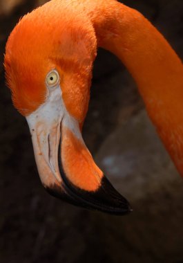 Yakından bakınca Flamingo alarmı var. Sarı göz yakından izliyor..                        