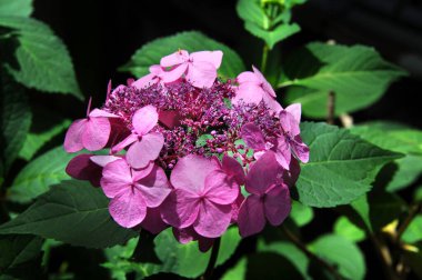 Closeup View of Pink Hydrangea clipart