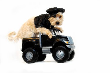 Getaway Car complete with Shitzoo dog weariing black leather jacket, cap and sitting at the wheel of a 4 wheel drive black getaway truck.  Cool dog hangs over the steerig wheel waiting for the getaway. clipart