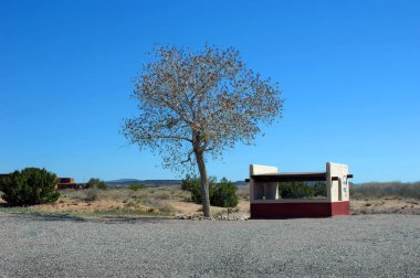 New Mexico 'nun Coronado Eyalet Anıt Kampı. Ramada kaplı piknik alanı ve pamuk ağacı.