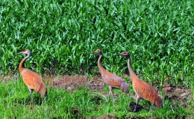 Üç Sandhill Crane, Hollanda Michigan 'daki bir mısır tarlasını ziyaret ediyor. Başlarını kaldırıp sıraya giriyorlar..