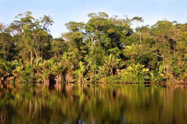 Nehir suları sakin ve Kosta Rika yağmur ormanları durgun sulara yansıyor..