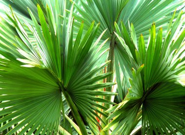 Arkaplan görüntüsü Hawaii 'nin Büyük Adası' ndaki tropikal hayran ayağının yapraklarıyla dolu..