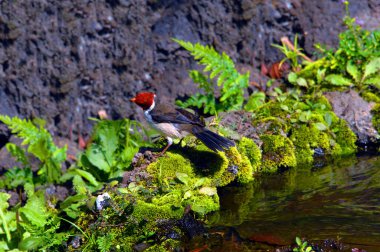 Red Crested Cardinal bathes in a quiet pool on the Big Island of Hawaii.  Also known as the Brazilian Cardinal. clipart